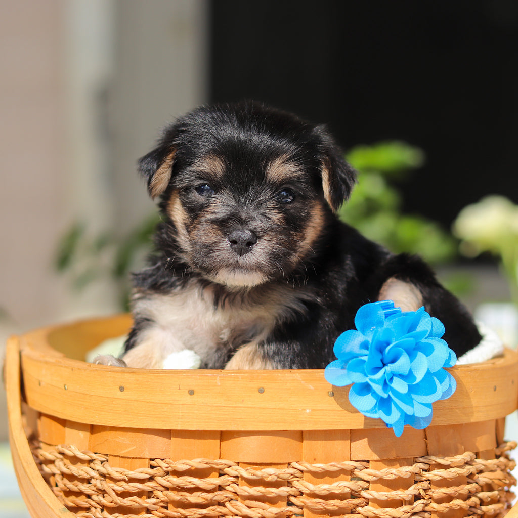 Reese - Available 6/11