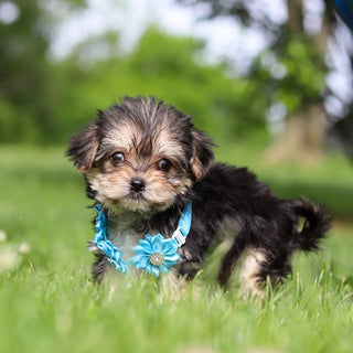 Rocky - Available 6/11