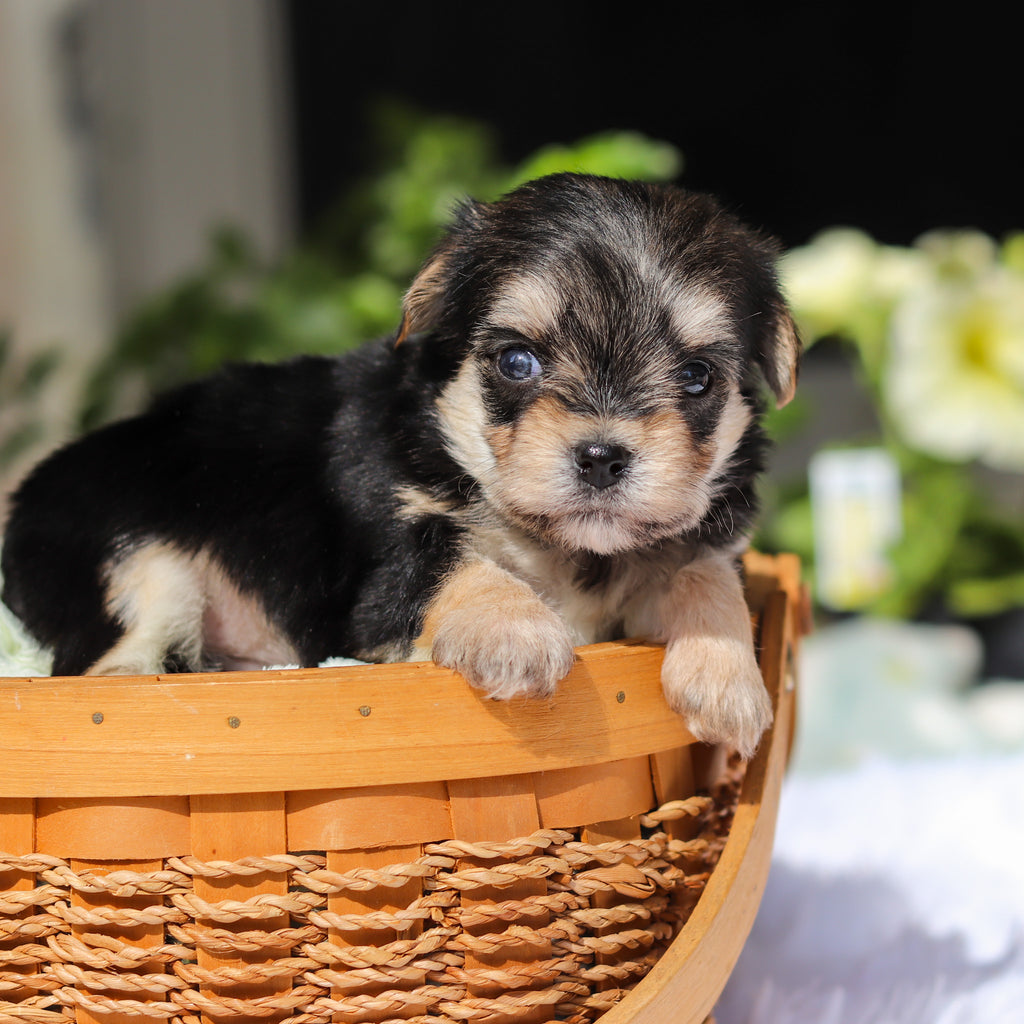 Rocky - Available 6/11
