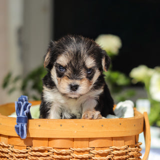Rocky - Available 6/11