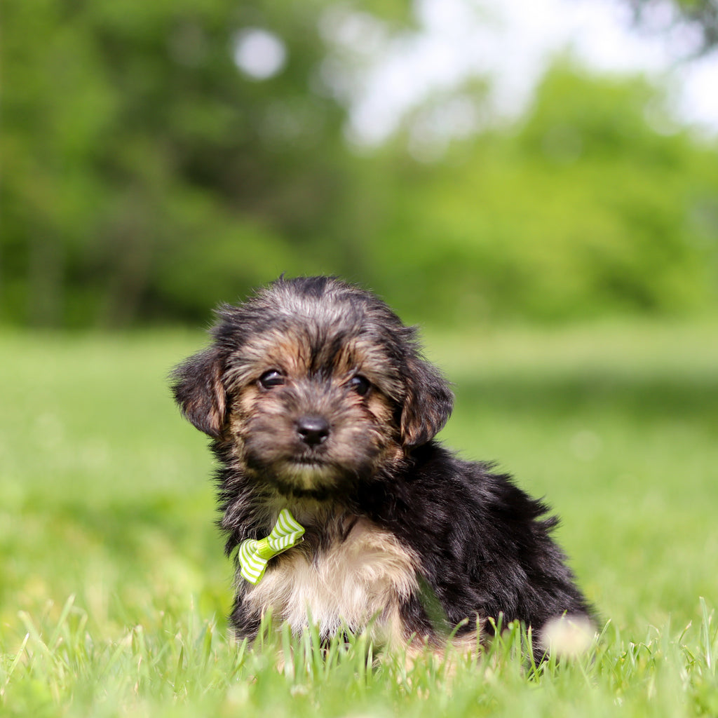 Ringo - Available 6/11