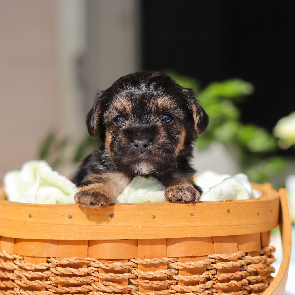 Ringo - Available 6/11