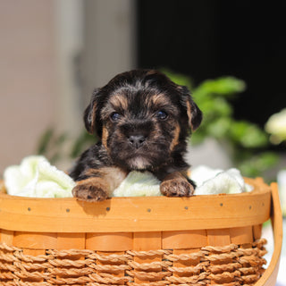 Ringo - Available 6/11
