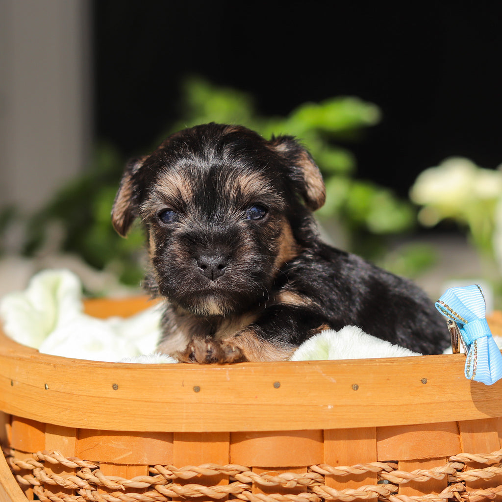 Ringo - Available 6/11