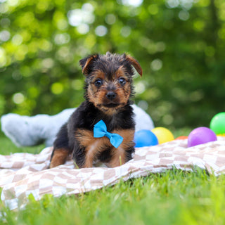 Stallone - Available 6/25