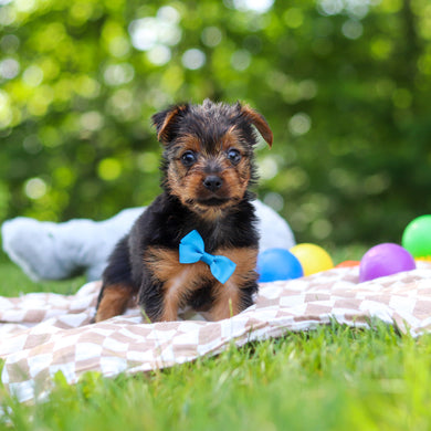 Stallone - Available 6/25