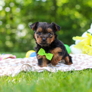 Stafford - Available 6/25