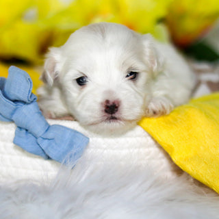 Ralphie - Available 6/4
