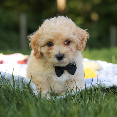 Odin - Available 6/18