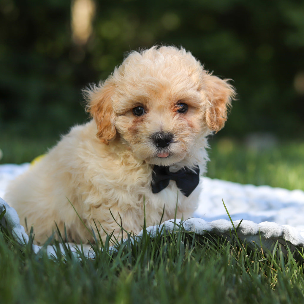 Odin - Available 6/18