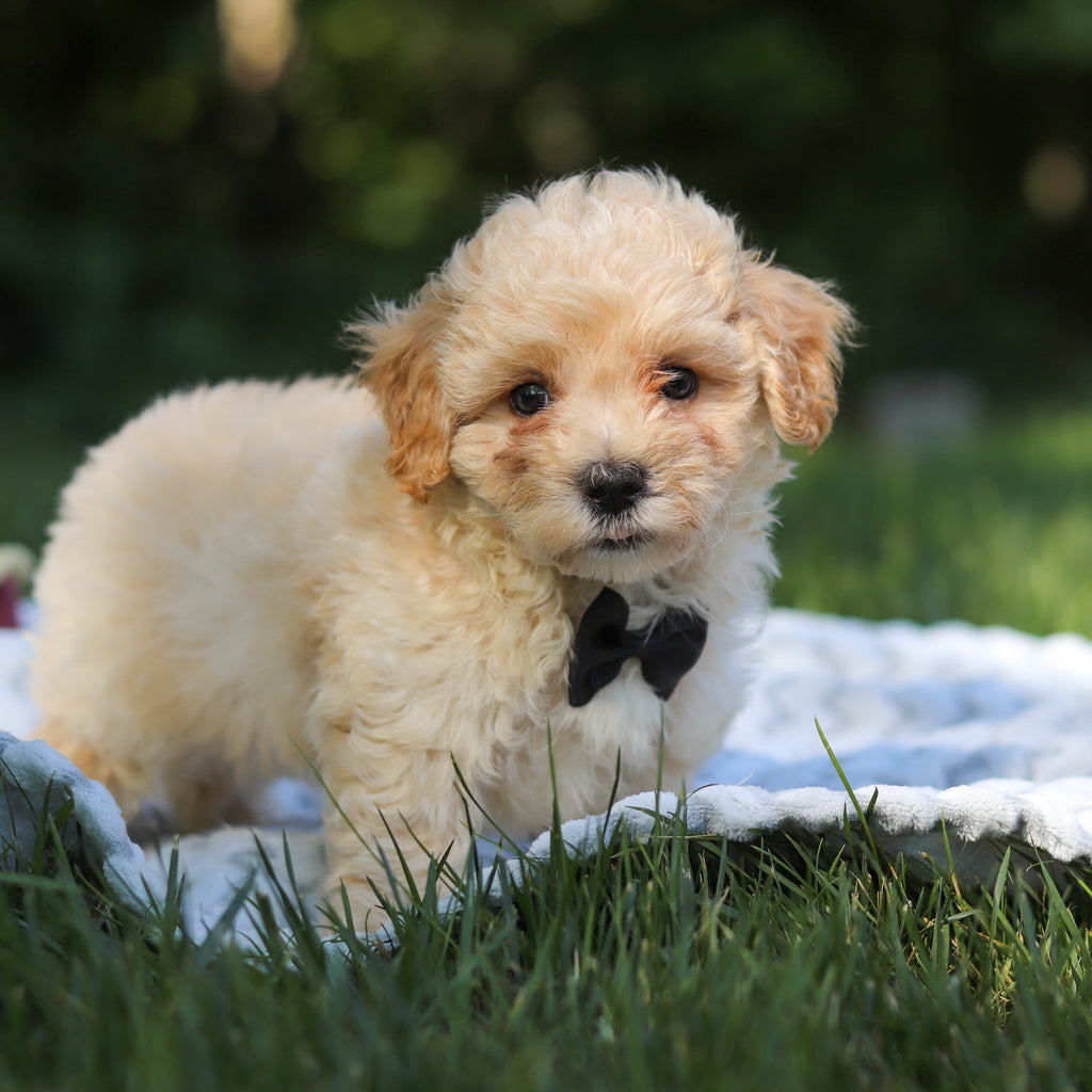 Odin - Available 6/18