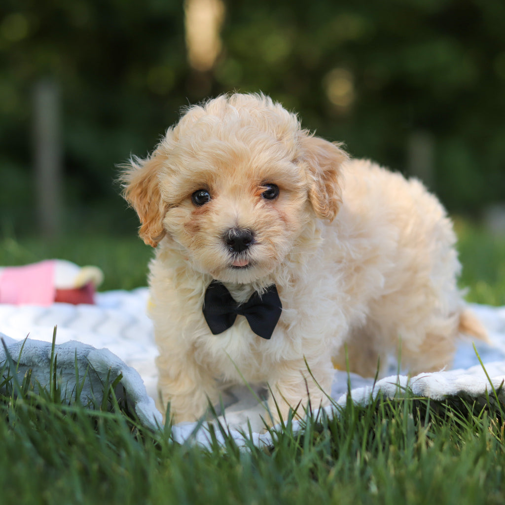 Odin - Available 6/18