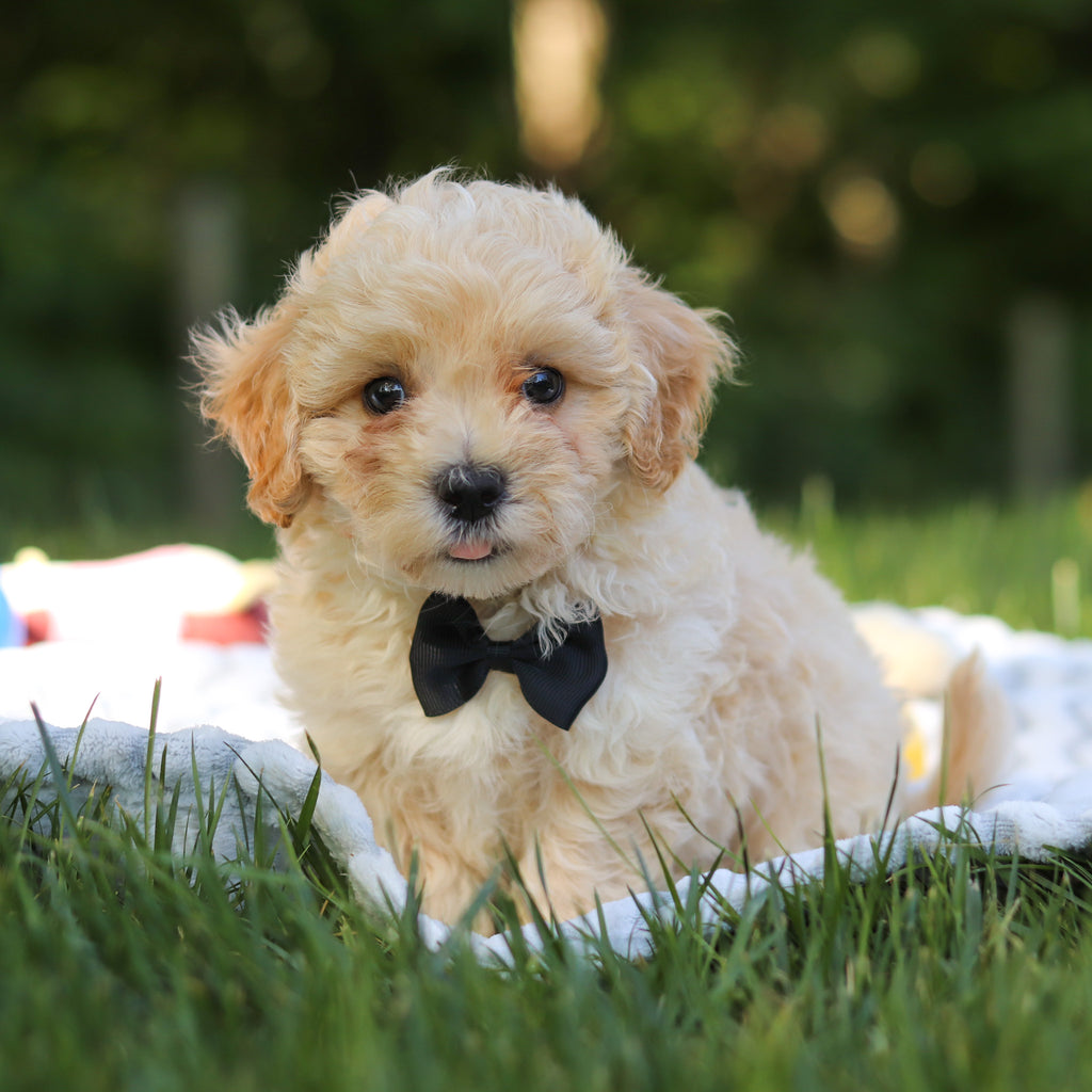 Odin - Available 6/18