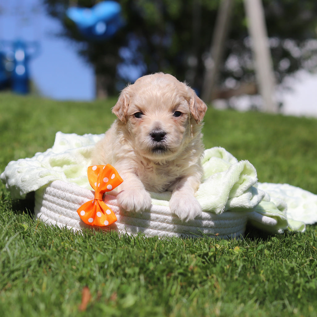 Odin - Available 6/18
