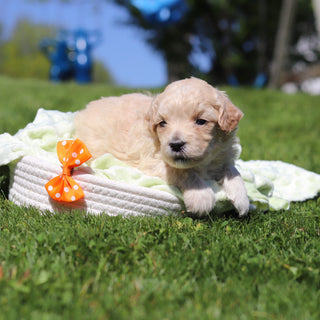 Odin - Available 6/18