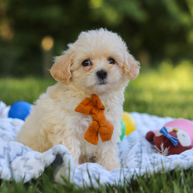Obi - Available 6/18