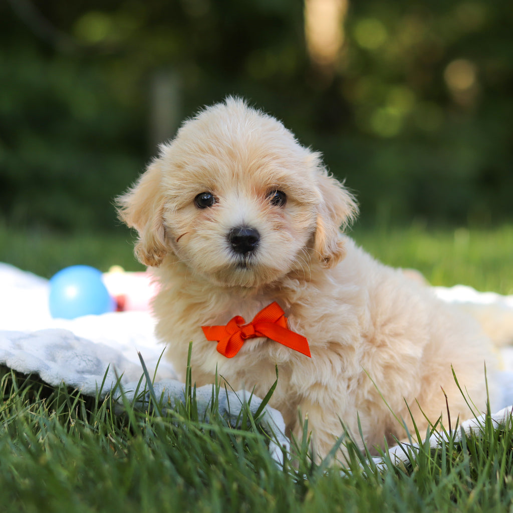 Otis - Available 6/18