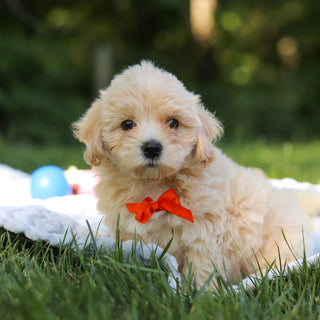 Otis - Available 6/18