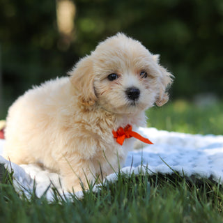 Otis - Available 6/18
