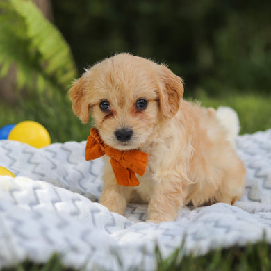 Jefferson - Available 7/9