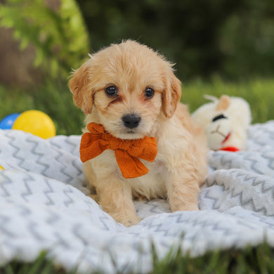 Jefferson - Available 7/9
