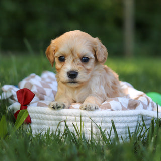 Jenson - Available 7/9