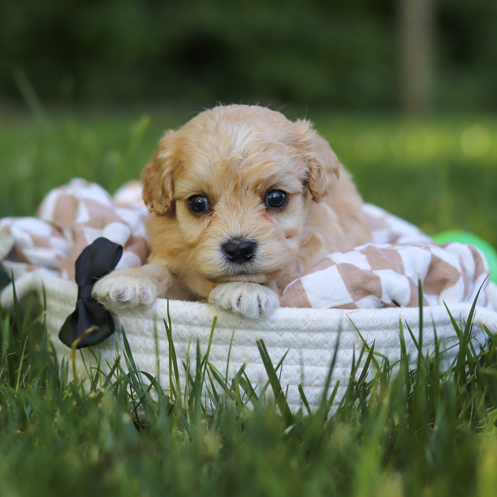 Jangles - Available 7/9