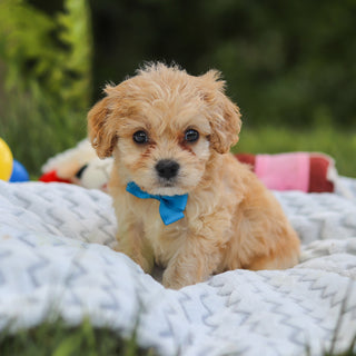 Jangles - Available 7/9