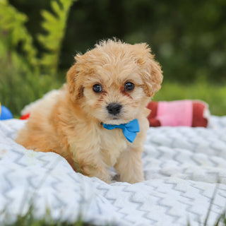 Jangles - Available 7/9