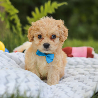Jangles - Available 7/9