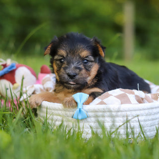 Digby - Available 7/9