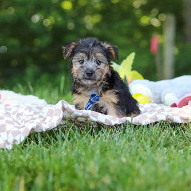 Digby - Available 7/9