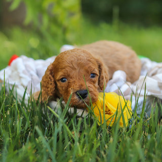 Isaac - Available 7/23