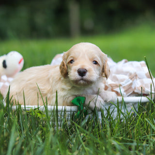 Indiana - Available 7/23