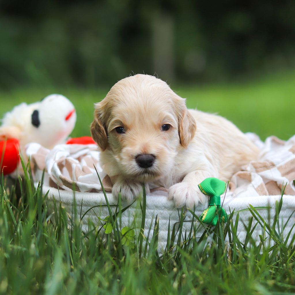 Indiana - Available 7/23