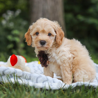 Indiana - Available 7/23