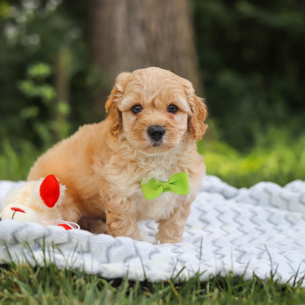 Irwin - Available 7/23