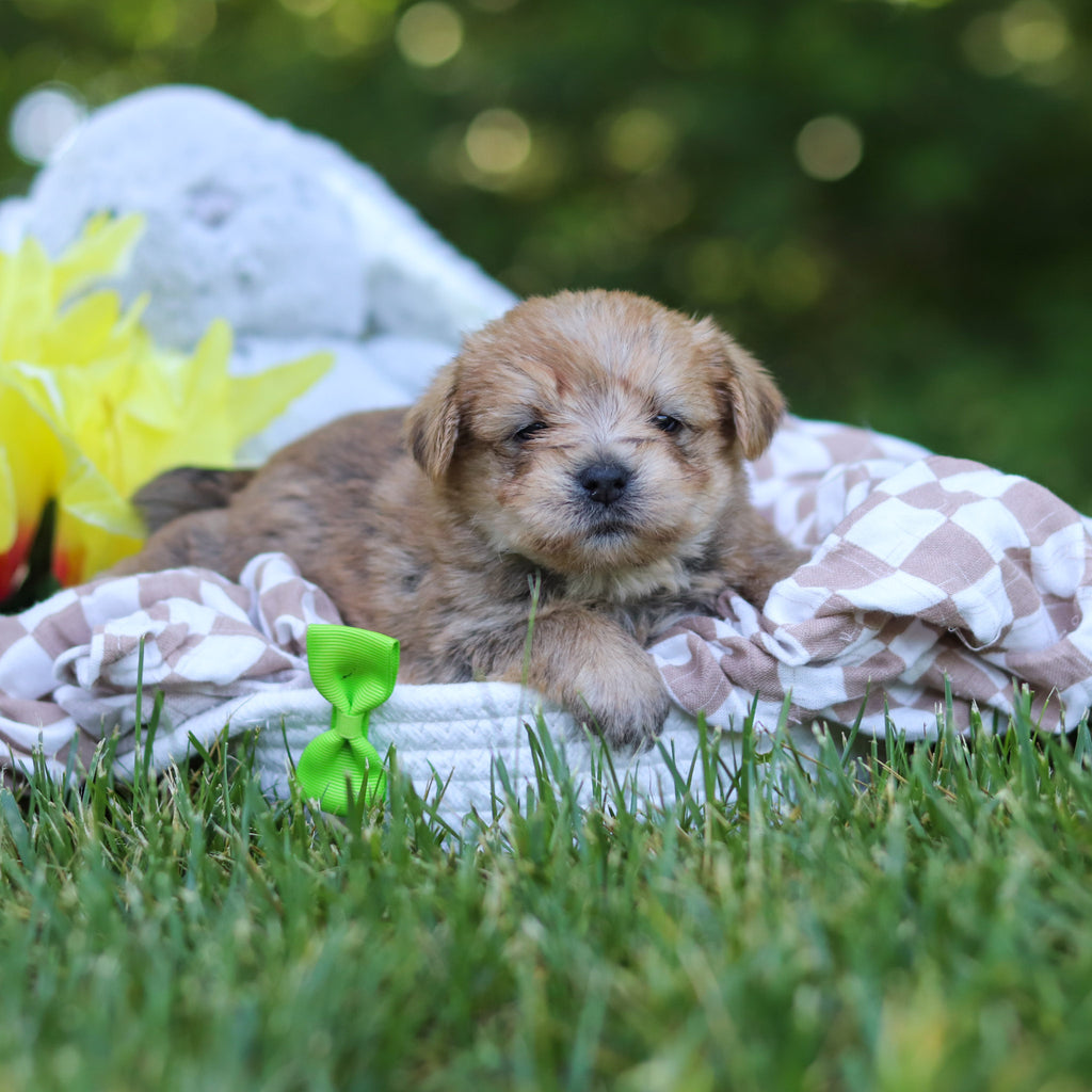 Arthur - Available 7/30