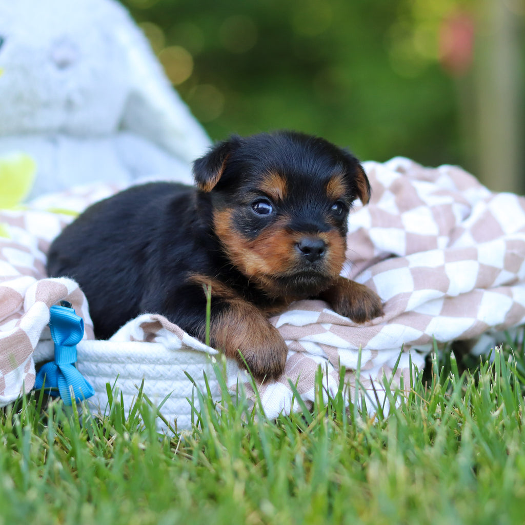 Ventura - Available 7/30