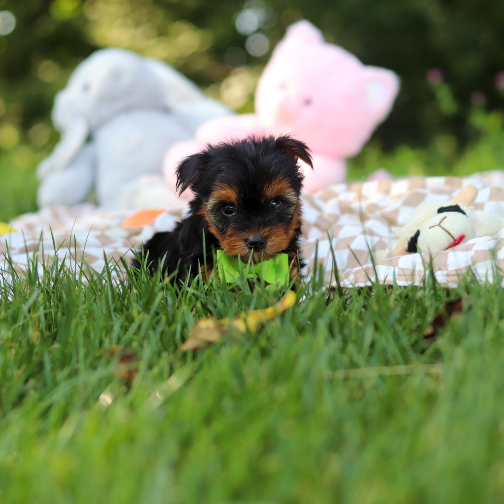 Vinny - Available 7/30