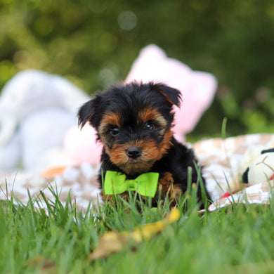 Vinny - Available 7/30
