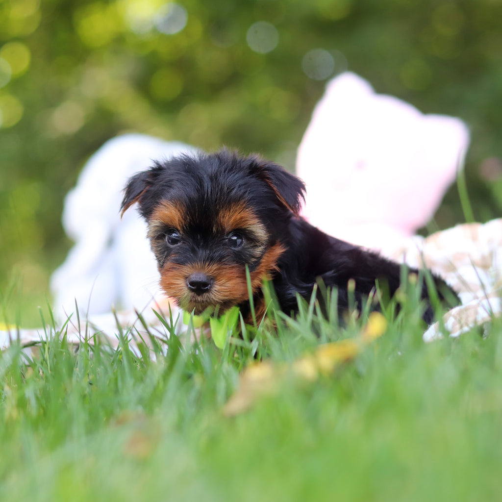Vinny - Available 7/30