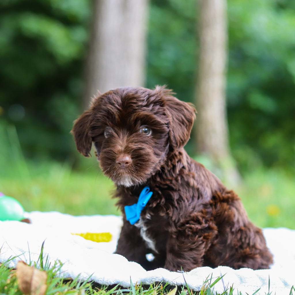 Eddie - Available Now