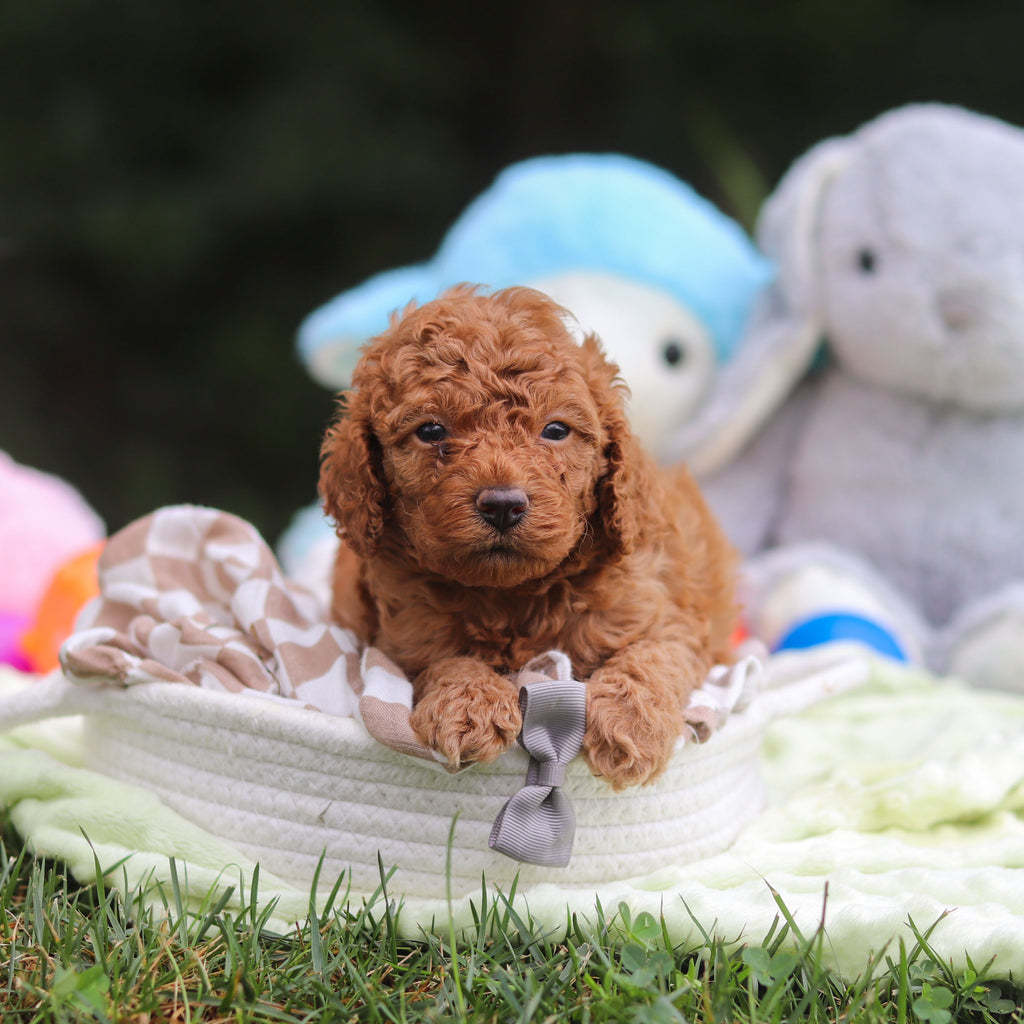 Francis - Available 9/17