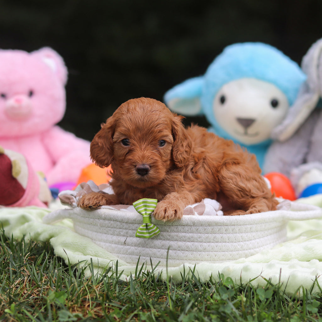 Finn - Available 9/17