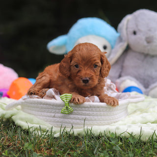 Finn - Available 9/17