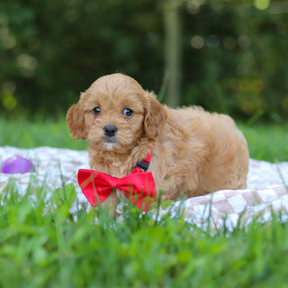 Perry - Available 9/24