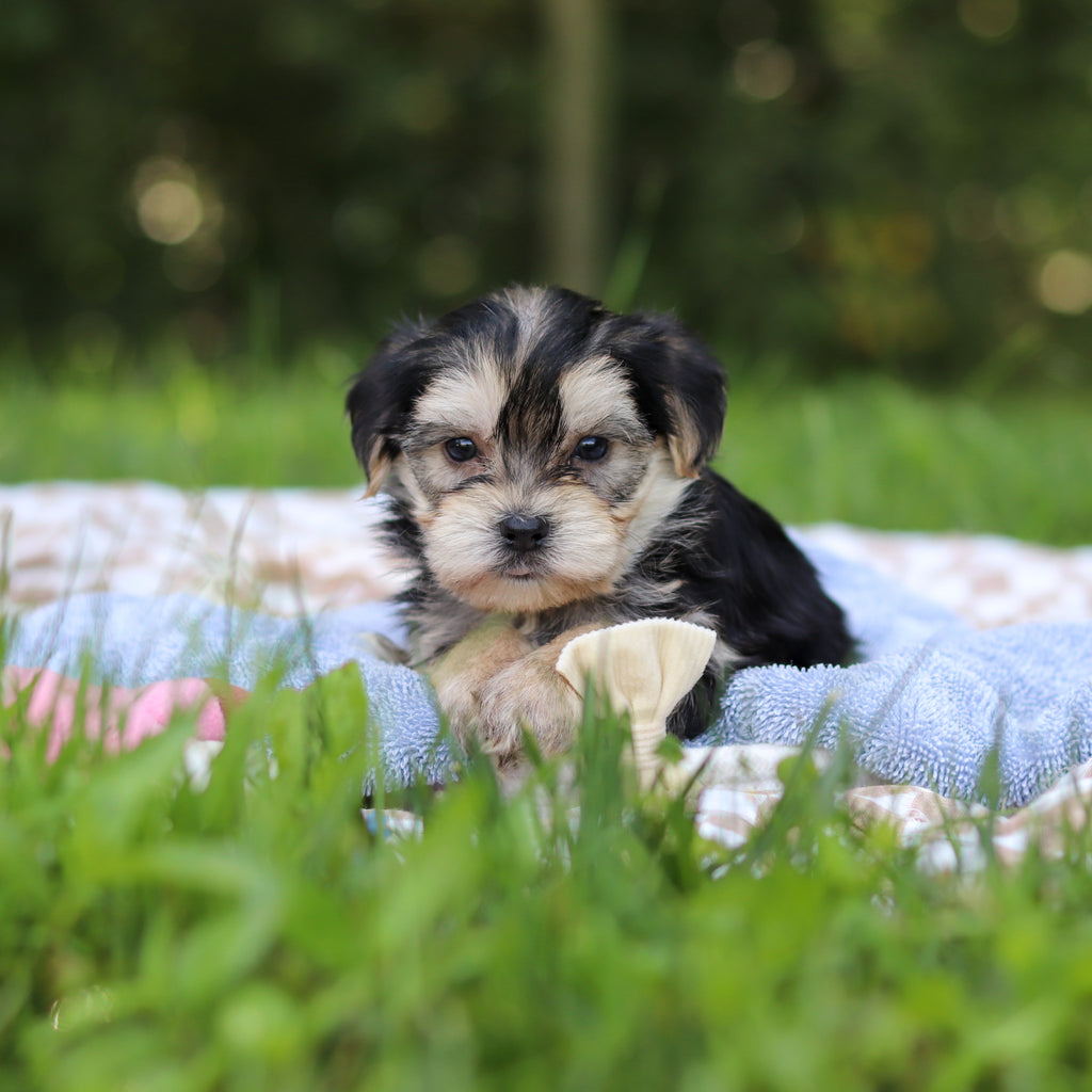 Edgar - Available 9/24