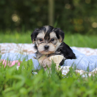 Edgar - Available 9/24