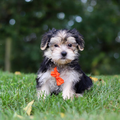 Edgar - Available 9/24